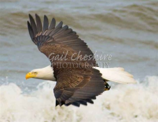 Bald Eagle – Kenai Peninsula